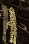 Eastern hophornbeam